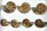 Lot: - Polished Ammonite Halves (Grade B/C) - Pieces #101438-1